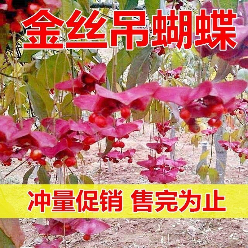 金丝吊蝴蝶树金线吊蝴蝶盆栽花卉绿植开花庭院盆景当年开花