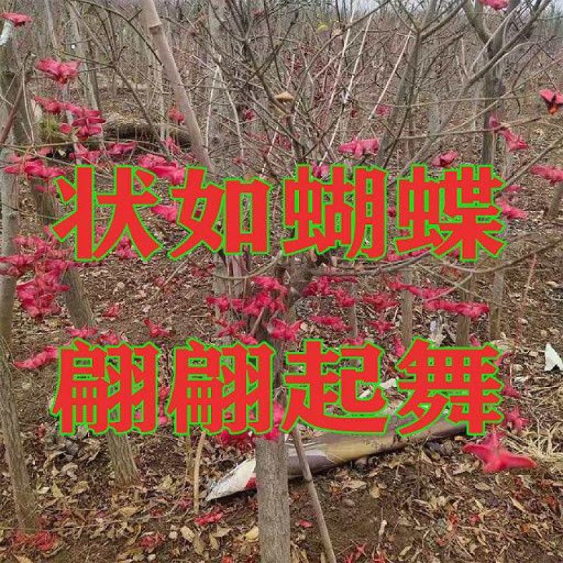 金丝吊蝴蝶树金线吊蝴蝶盆栽花卉绿植开花庭院盆景当年开花