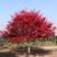 红枫树苗日本红舞姬美国红枫庭院道路绿化室外四季种植中国红
