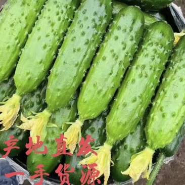 产地直发辽宁绥中旱黄瓜一手货源保质保量欢迎洽谈