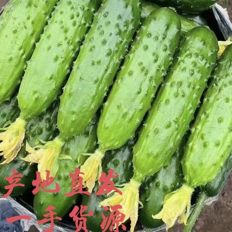 产地直发辽宁绥中旱黄瓜一手货源保质保量欢迎洽谈