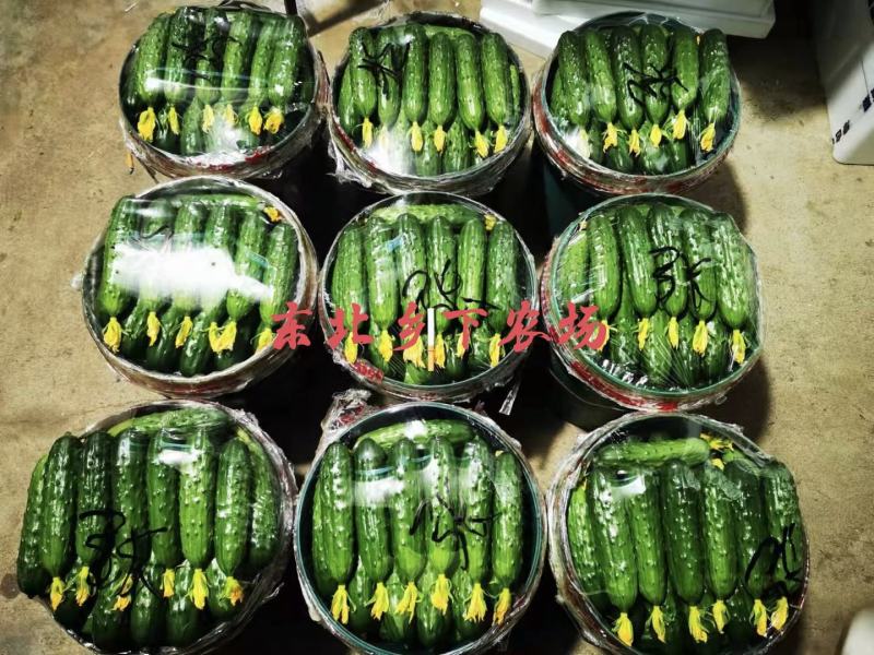 产地直发辽宁绥中旱黄瓜一手货源保质保量欢迎洽谈