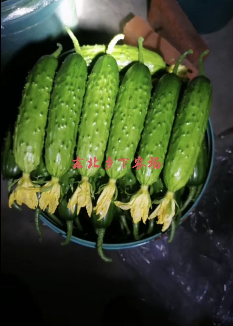 产地直发辽宁绥中旱黄瓜一手货源保质保量欢迎洽谈