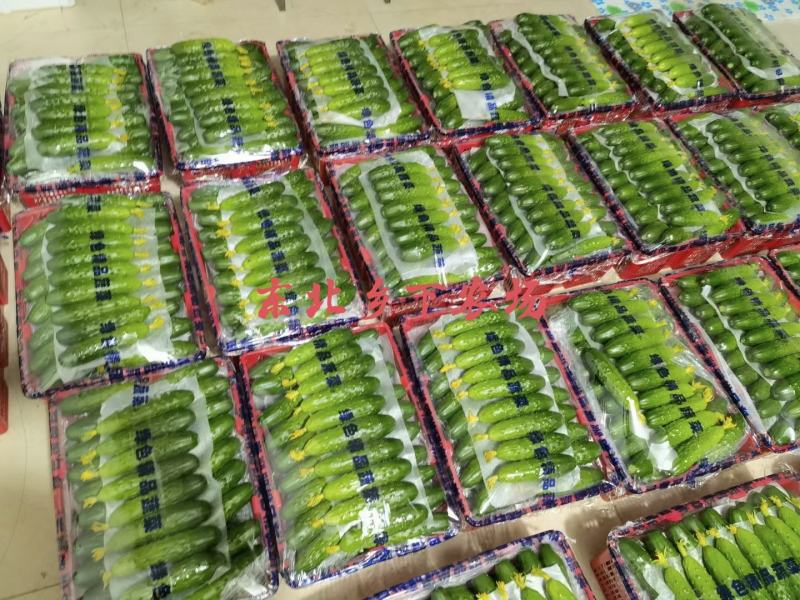 产地直发辽宁绥中旱黄瓜一手货源保质保量欢迎洽谈