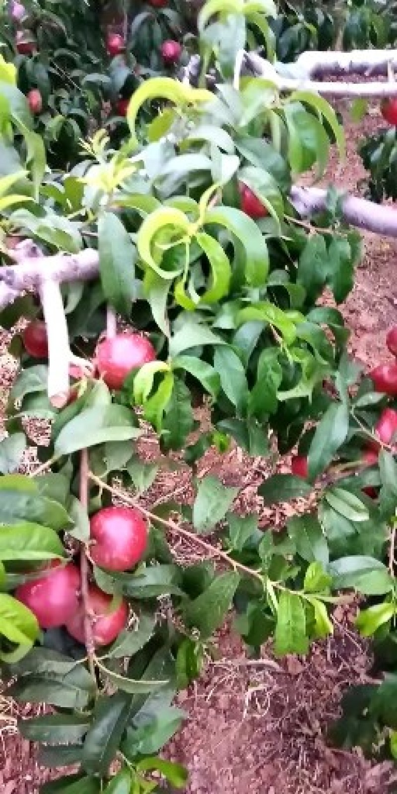 山东优质曙光：126油桃3两以上大量供应