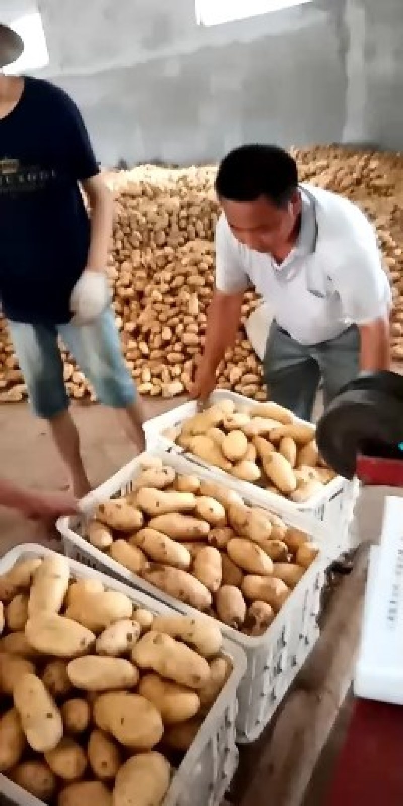 荷兰十五土豆3两以上山东省沂水县冷库土豆