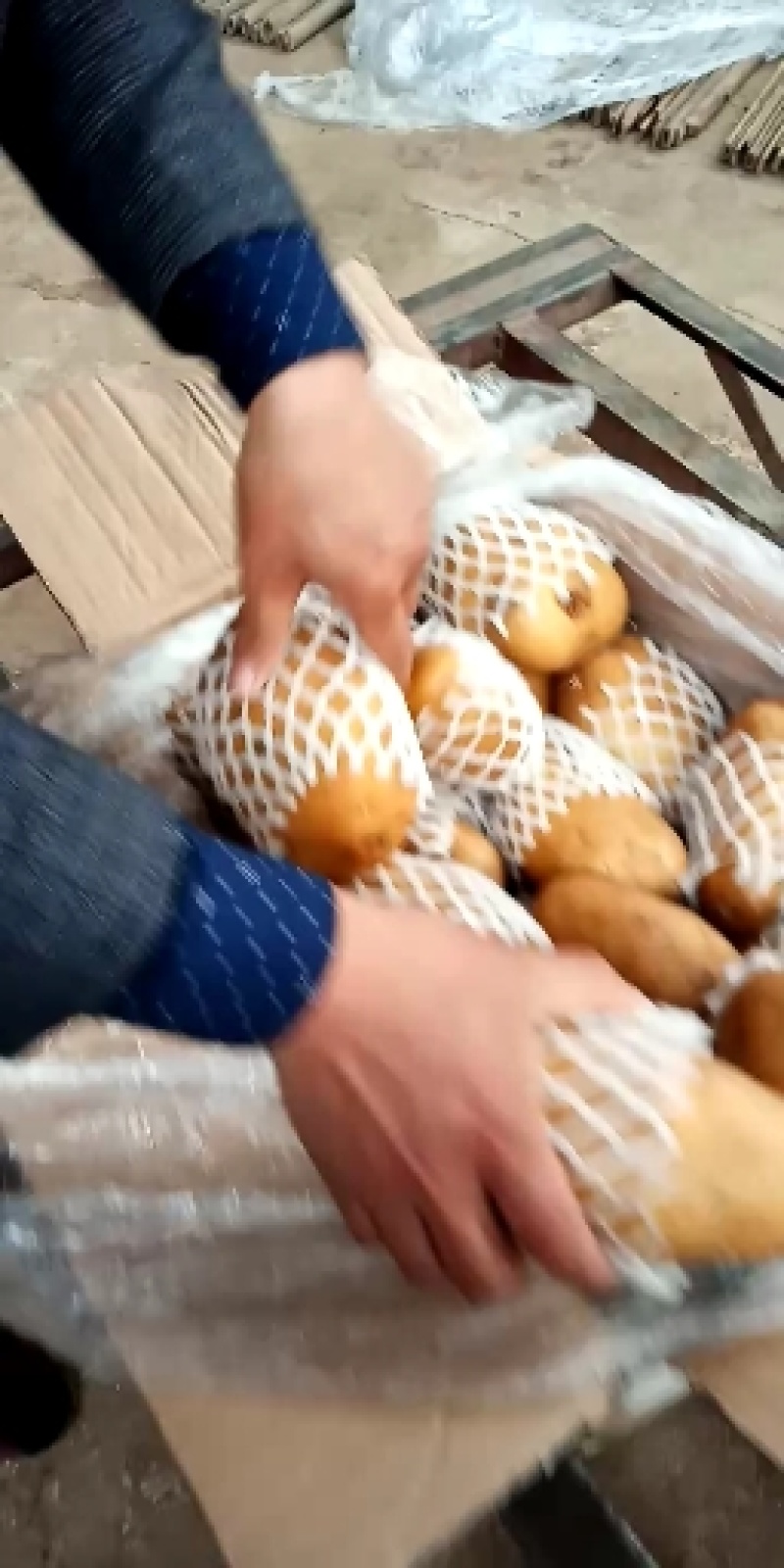 荷兰十五土豆3两以上山东省沂水县冷库土豆