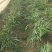 长白二刀韭菜