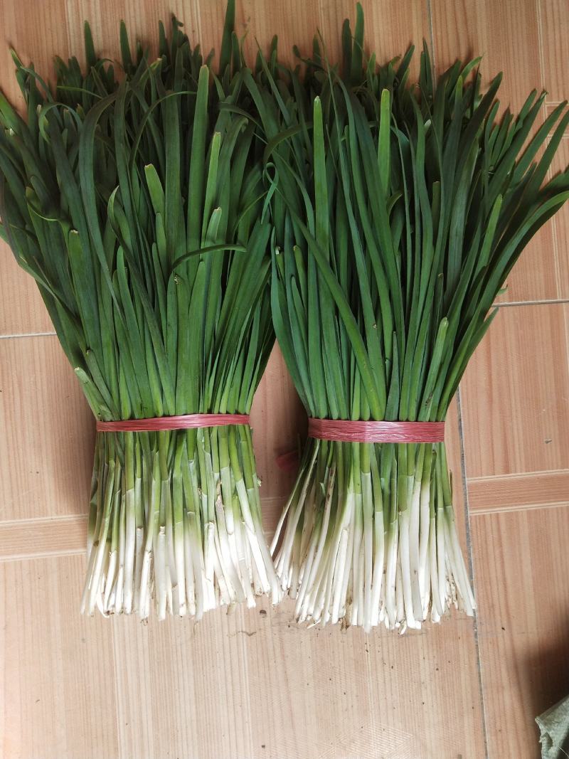 长白二刀韭菜