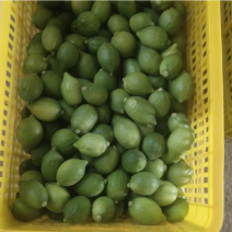 广东无籽香水柠檬