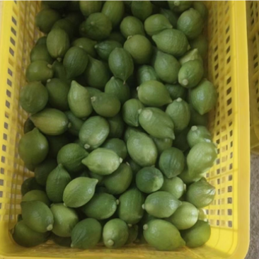 广东无籽香水柠檬