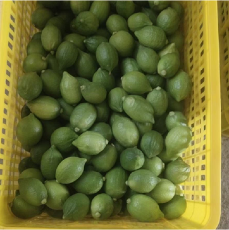 广东无籽香水柠檬