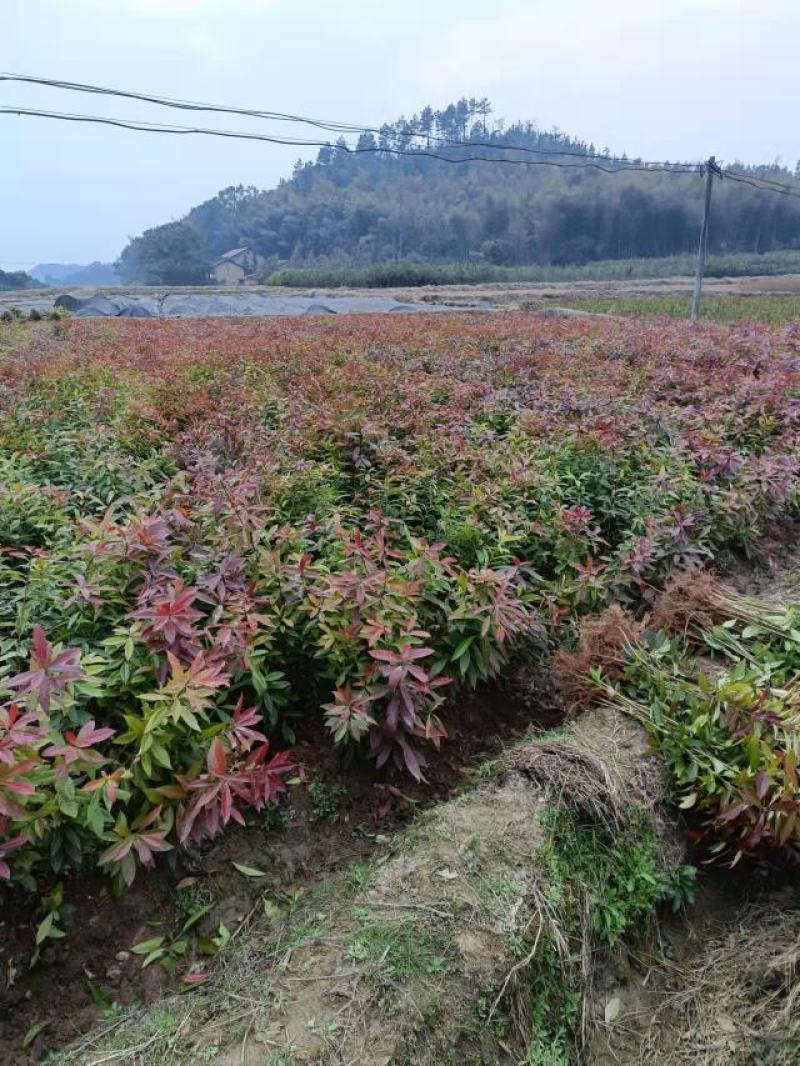 供应木荷苗、实生木荷苗、产地直销、一年生木荷苗