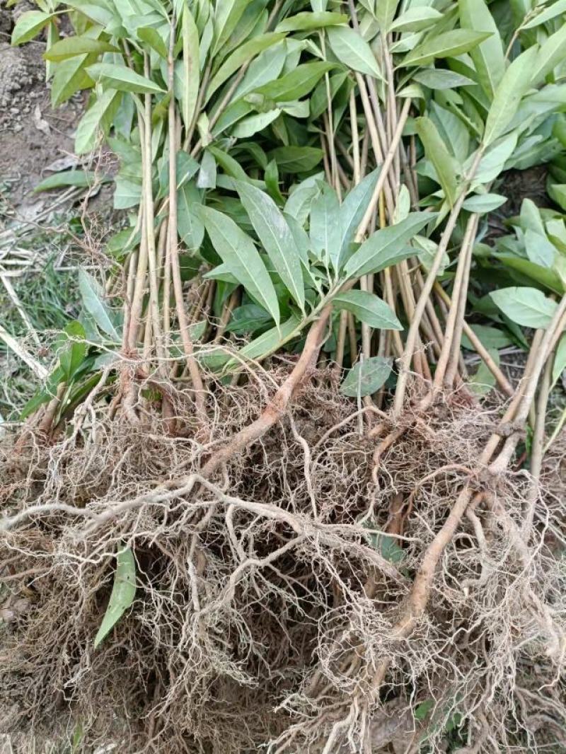 供应木荷苗、实生木荷苗、产地直销、一年生木荷苗