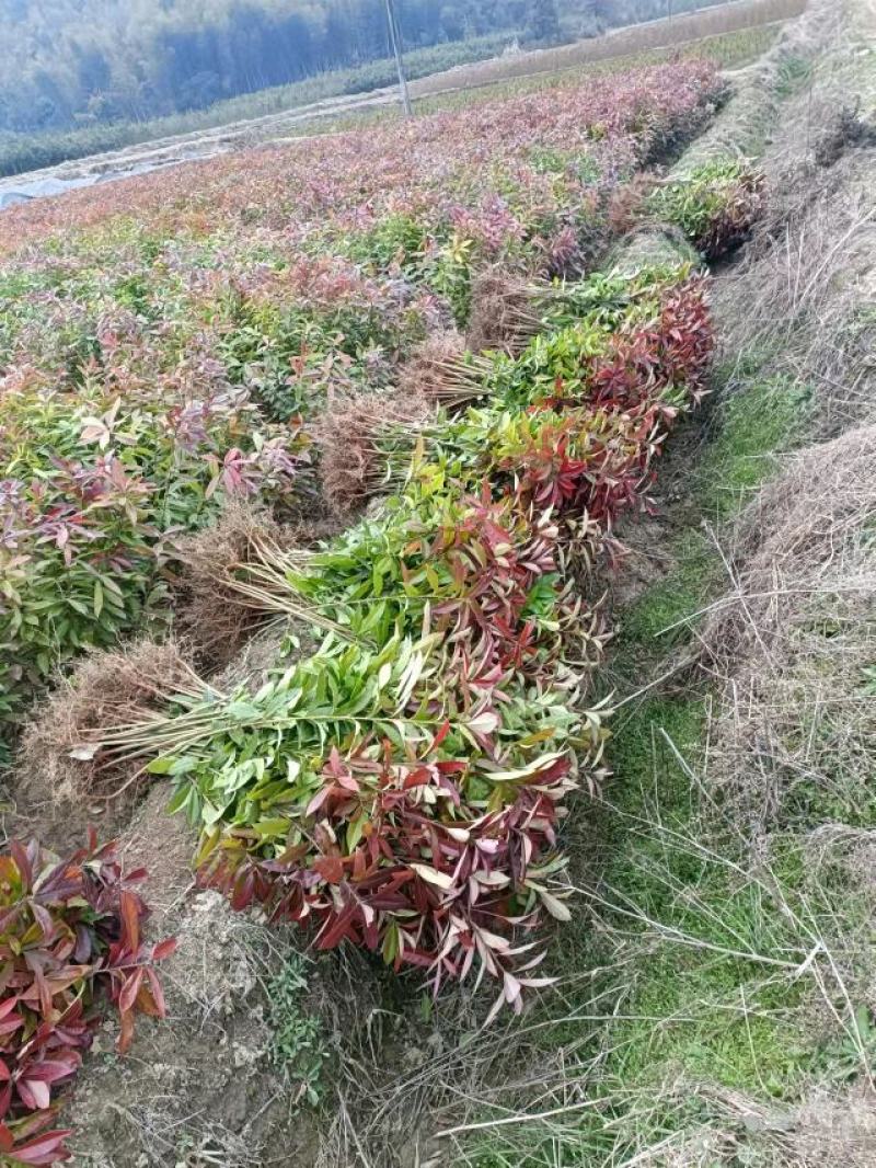 供应木荷苗、实生木荷苗、产地直销、一年生木荷苗