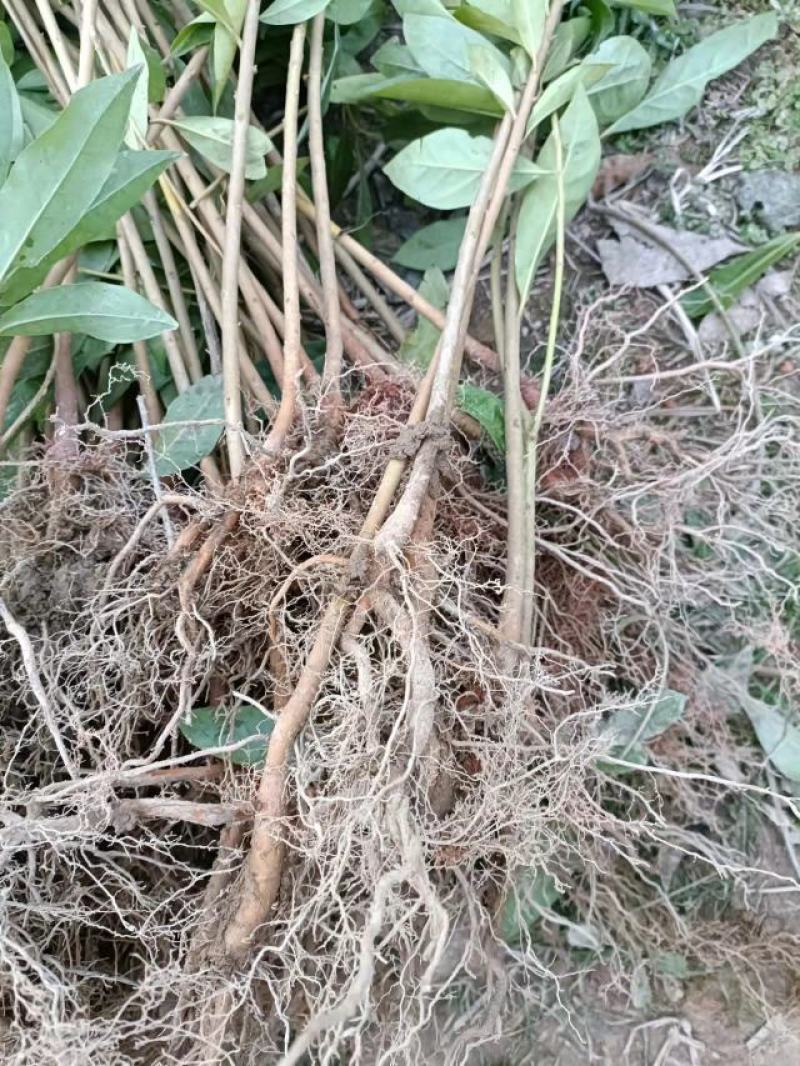 供应木荷苗、实生木荷苗、产地直销、一年生木荷苗