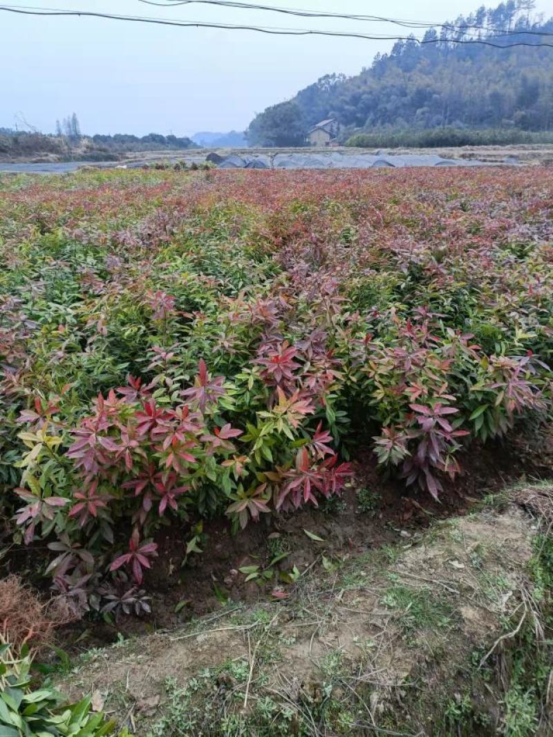 供应木荷苗、实生木荷苗、产地直销、一年生木荷苗