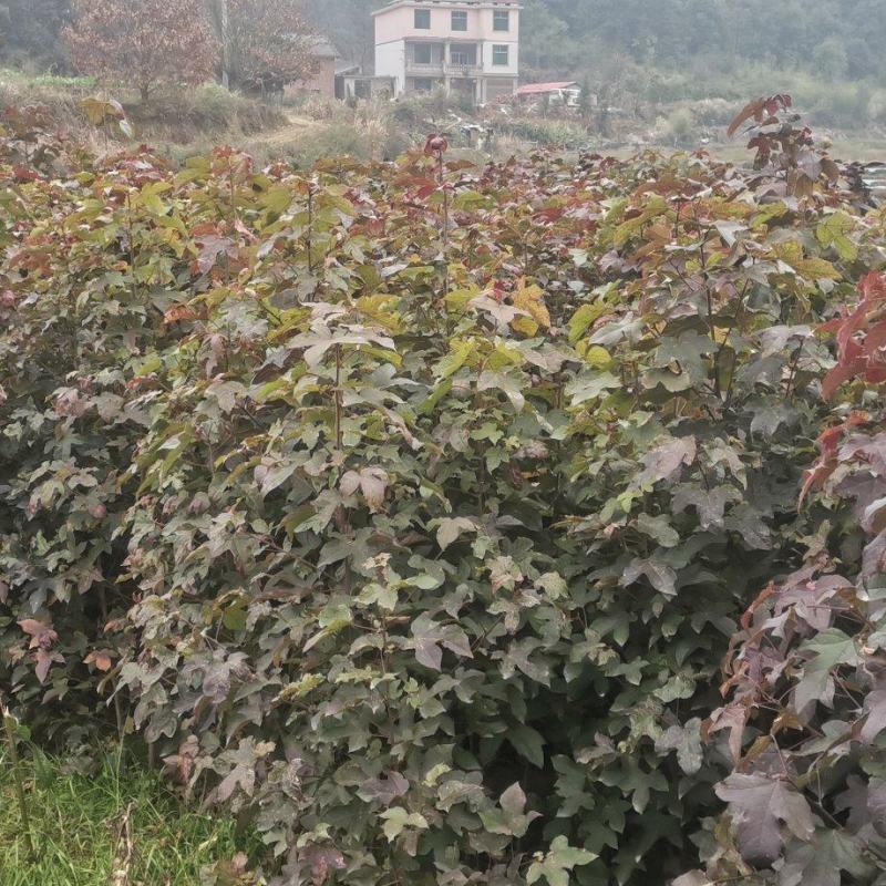 枫香苗江西枫香苗基地枫香基地批发数十年育苗经验，各规格