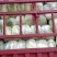 【黄心白菜】黄心白菜湖北精品上市产地直供全国市场电联