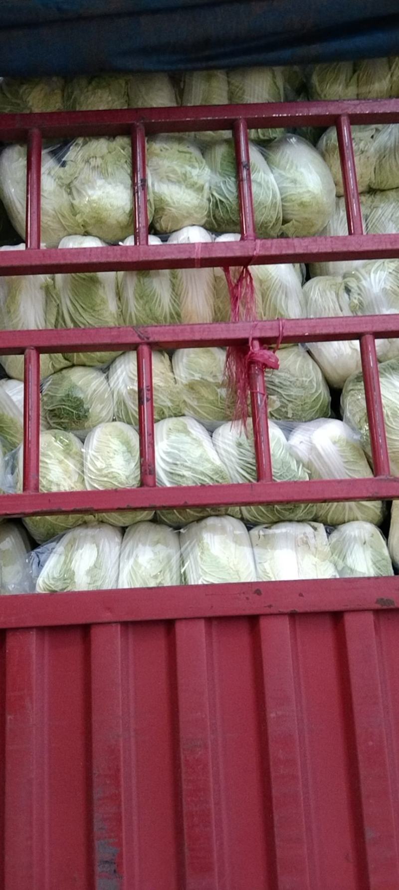 【黄心白菜】黄心白菜湖北精品上市产地直供全国市场电联