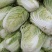 【黄心白菜】黄心白菜湖北精品上市产地直供全国市场电联
