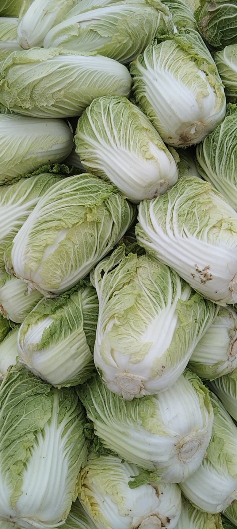 【黄心白菜】黄心白菜湖北精品上市产地直供全国市场电联
