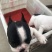 法国斗牛犬，法斗，黑白花幼犬，活波可爱！体型小！