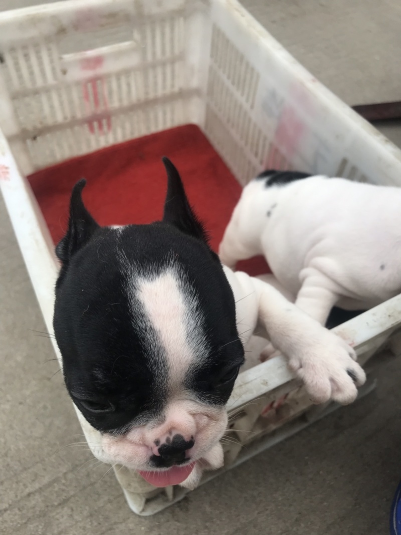 法国斗牛犬，法斗，黑白花幼犬，活波可爱！体型小！