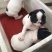 法国斗牛犬，法斗，黑白花幼犬，活波可爱！体型小！
