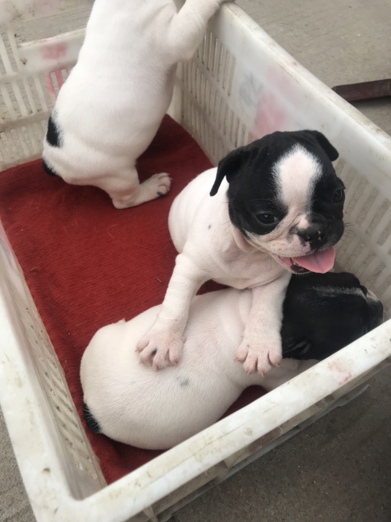法国斗牛犬，法斗，黑白花幼犬，活波可爱！体型小！