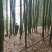 斑竹竹竿竹节各个规格都可以定做产地现货价格实惠