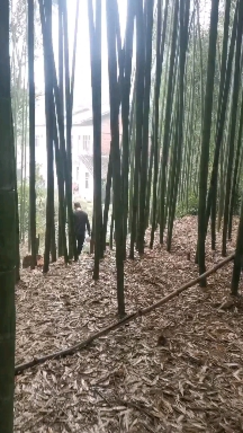 斑竹竹竿竹节各个规格都可以定做产地现货价格实惠