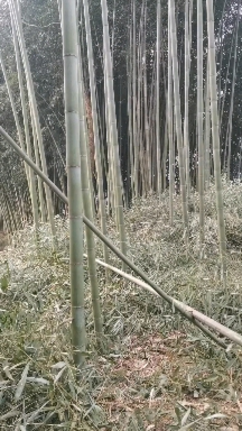 斑竹竹竿竹节各个规格都可以定做产地现货价格实惠