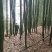 斑竹竹竿竹节各个规格都可以定做产地现货价格实惠