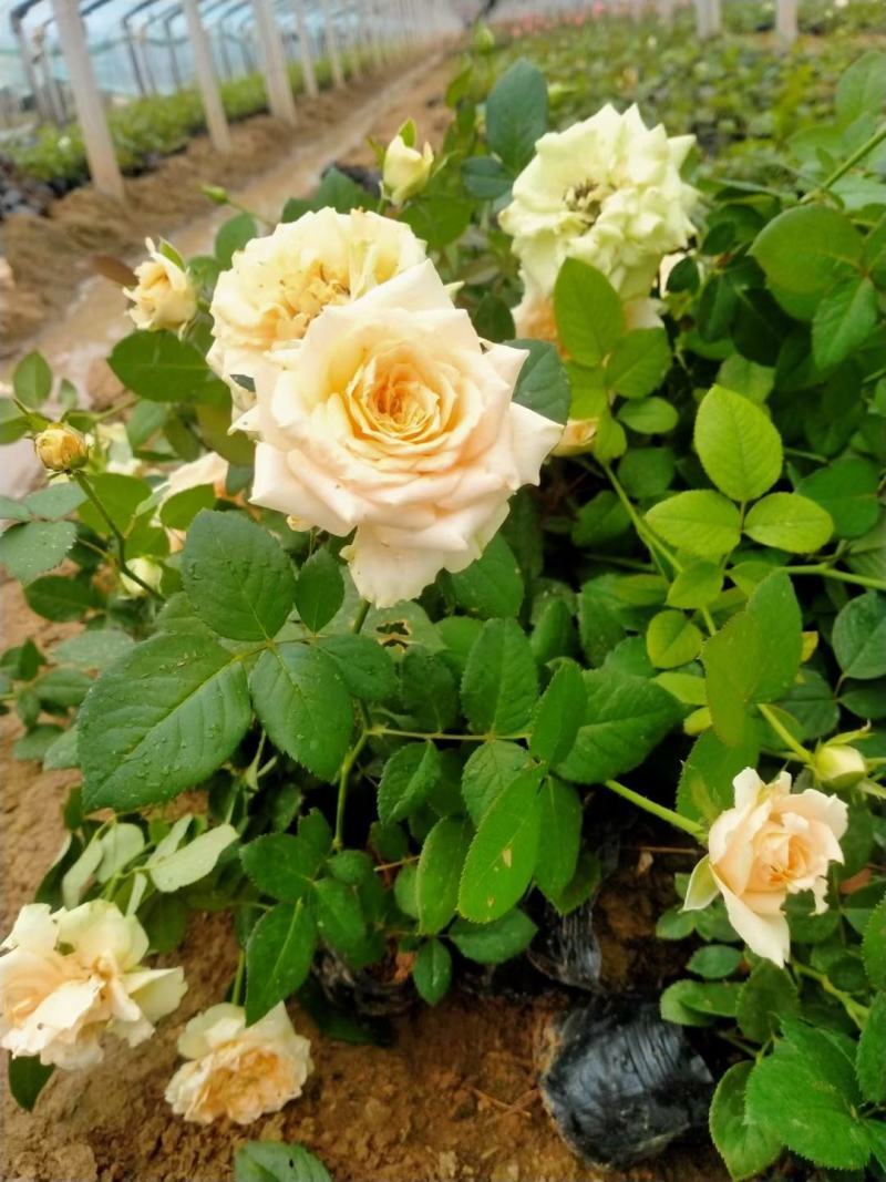 多色月季盆栽月季花花卉盆景观花植物