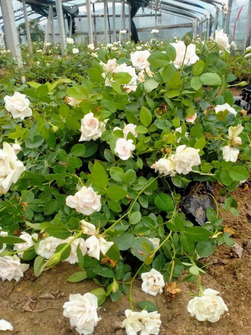 多色月季盆栽月季花花卉盆景观花植物