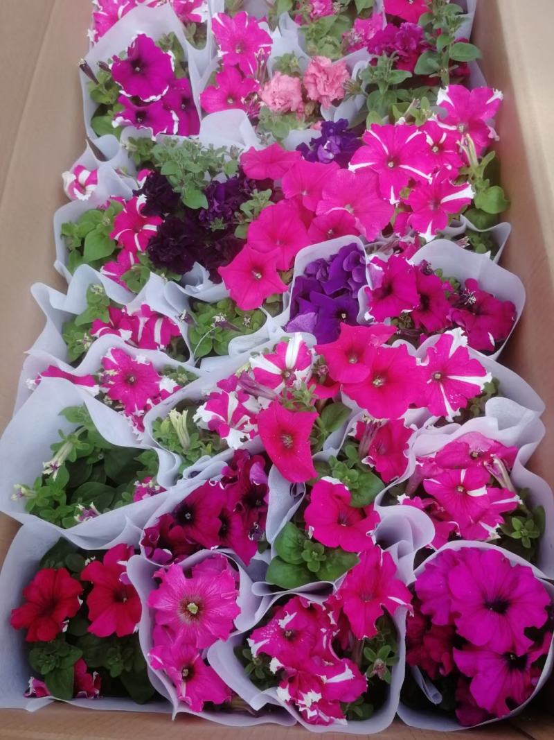 重瓣牵牛花多色牵牛花藤本植物量大优惠