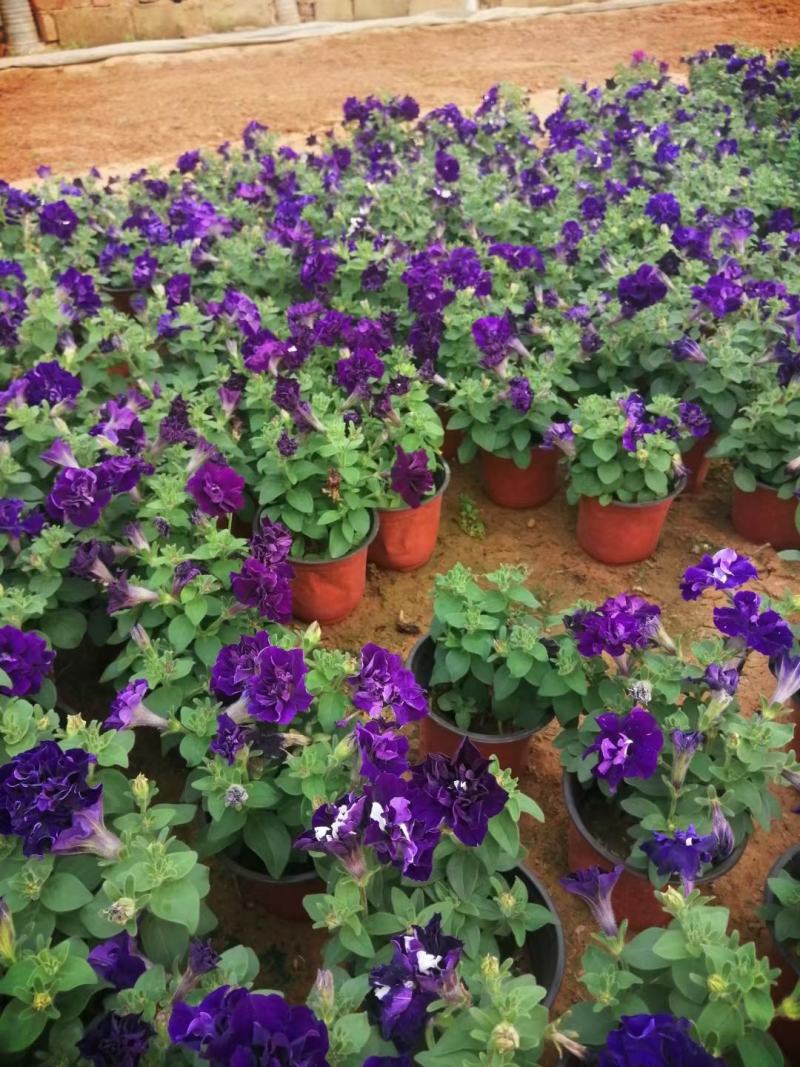 重瓣牵牛花多色牵牛花藤本植物量大优惠