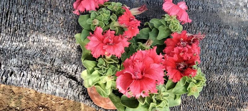 重瓣牵牛花多色牵牛花藤本植物量大优惠
