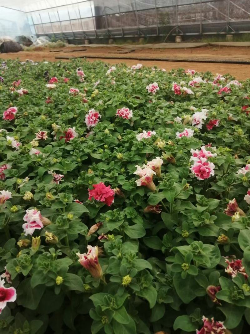 重瓣牵牛花多色牵牛花藤本植物量大优惠