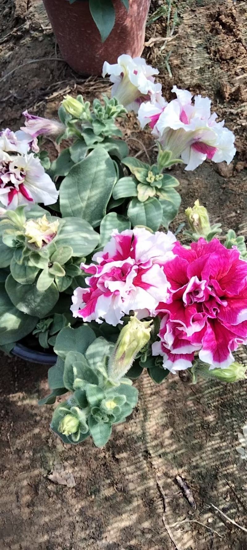 重瓣牵牛花多色牵牛花藤本植物量大优惠