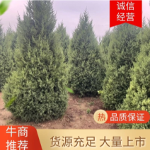 圆柏，塔柏，树形好，价格低，讲诚信，请放心购买