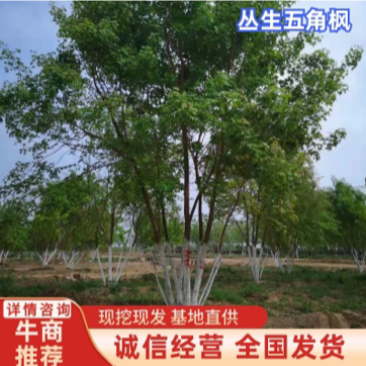 丛丛生五角枫！精品苗独本的，质量你说了全