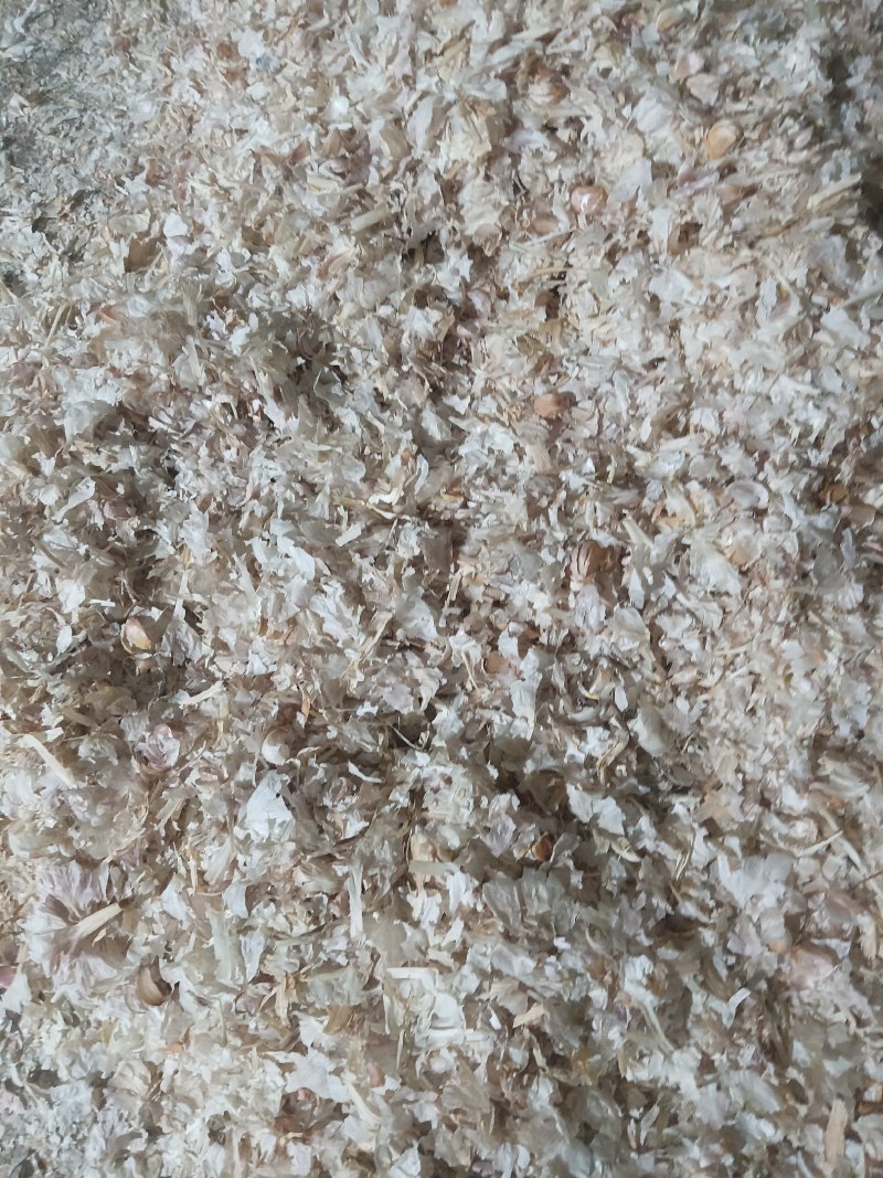 【来电预约】牛羊饲料大蒜皮干净无土无绳头常年供应