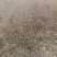 五叶地锦(爬山虎)我场批发规格30一200Cm藤长根系好