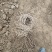 五叶地锦(爬山虎)我场批发规格30一200Cm藤长根系好