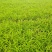 优质萱草金娃娃大花萱草500万棵出售货源地宿迁2号河北