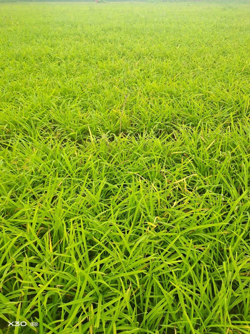 优质萱草金娃娃大花萱草500万棵出售货源地宿迁2号河北