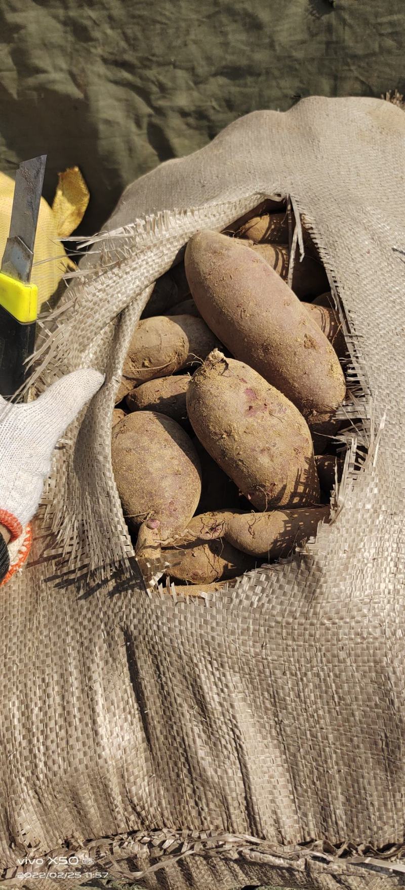 山东红薯-六鳌蜜薯优质紫罗兰大量供应市场电商加工厂