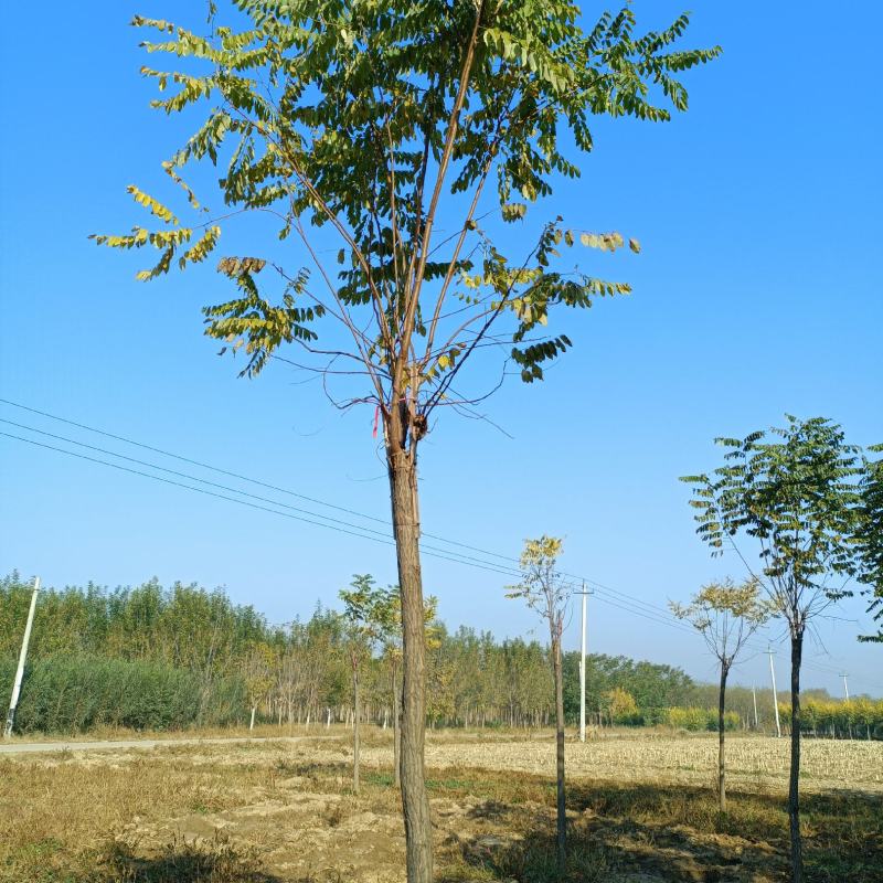 7公分香花槐。一手货源。价格低。质量好。